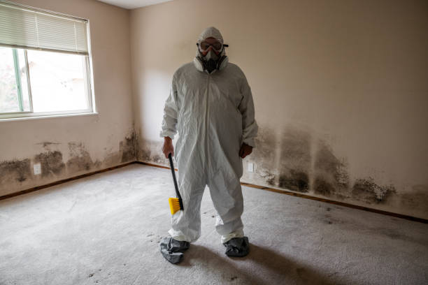 Best Health and Safety Mold Remediation in Madison, WV